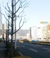 前面道路2