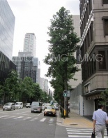 前面道路1