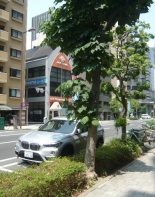 前面道路2